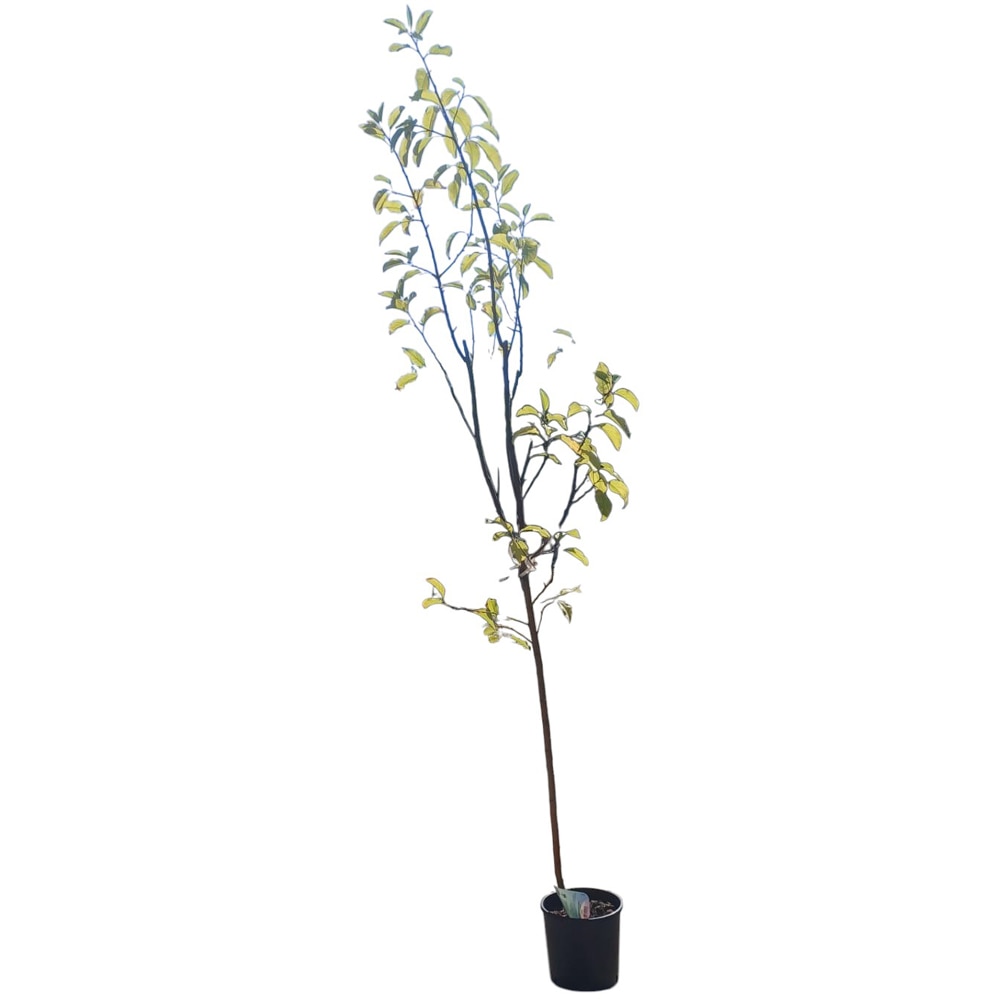Malus Communis  Mar, D24cm, H180cm