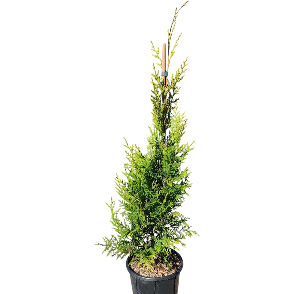 Cupressociparis Leylandii, D18cm, H100cm
