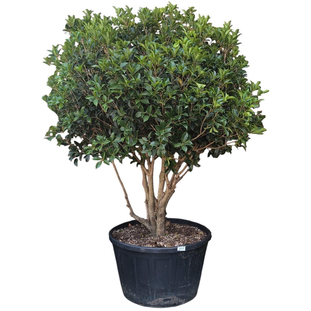 Osmanthus Aquifolium, D60cm, H180cm