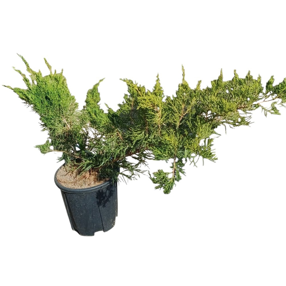 Juniperus Spartan, D24cm, H40cm