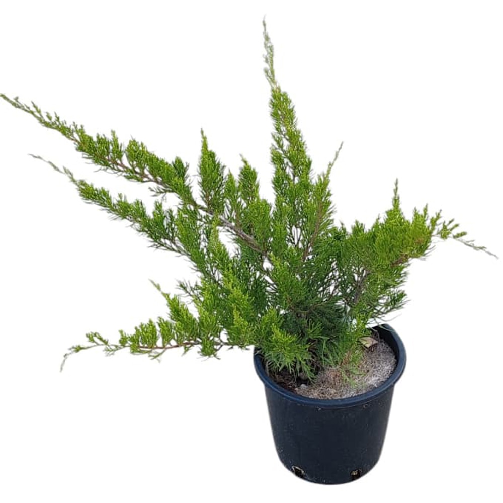 Juniperus Media Hetzii, D24cm, H60cm