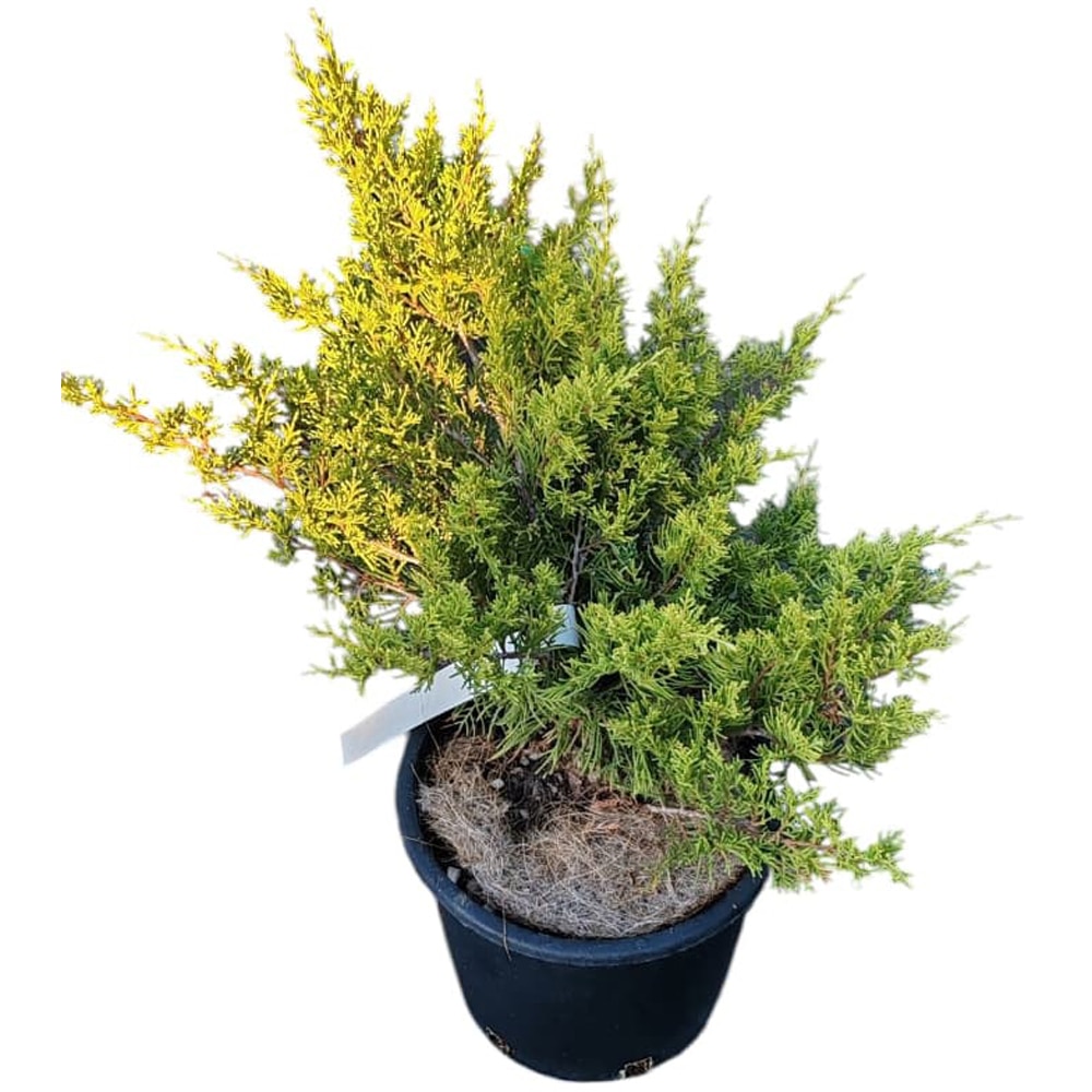 Juniperus Media Pfitzeriana Aurea, D24cm, H50cm