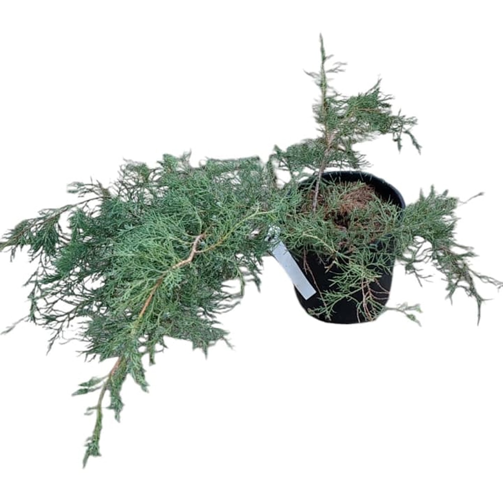 Juniperus Media Pfitzeriana Glauca, D24cm, H50cm