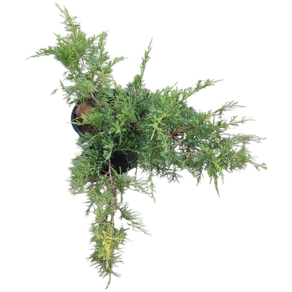 Juniperus Media Old Gold, D24cm, H30cm