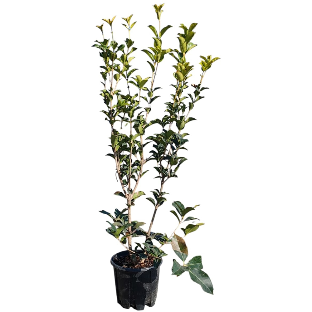 Osmanthus, D18cm, H60cm