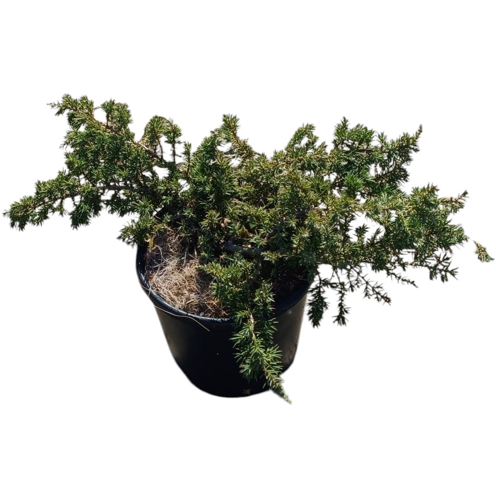 Mix Juniperus, D15cm, H10cm