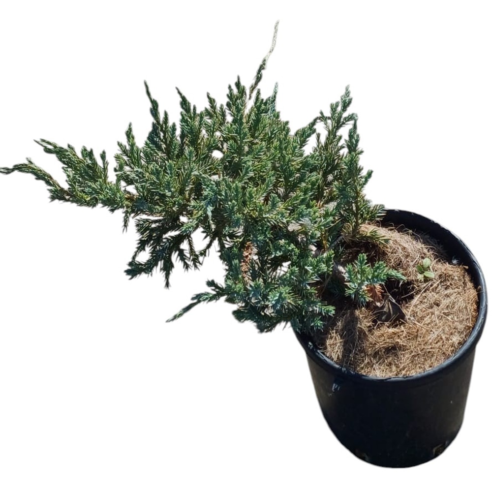 Juniperus Mix Squamata Blue, D15cm, H40cm