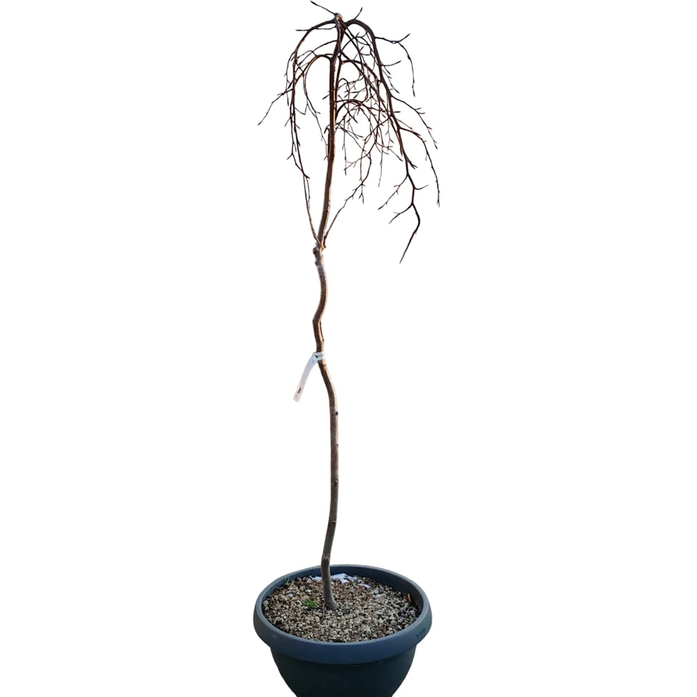 Fag Sylvatica Pendula Coupe, D 50 cm , H 1.8 m