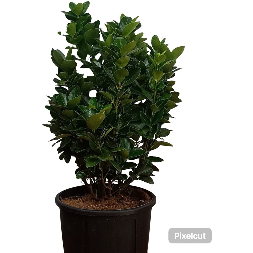 Euonymus Japonicus, D 24 cm, H 50 cm