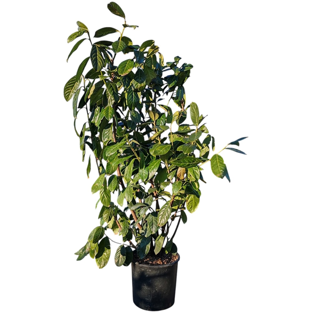 Prunus Lauro Cerasus, D 18 cm, H 70 cm