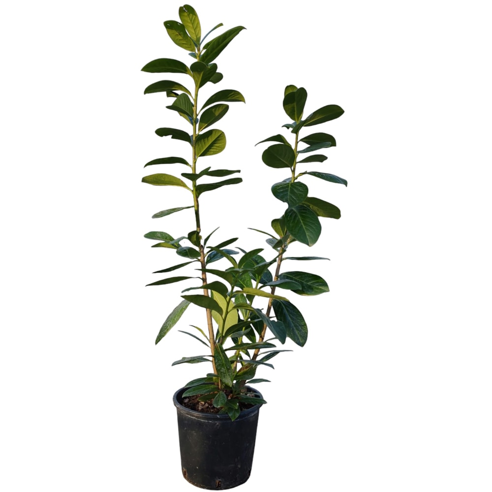 Prunus Lauro Cerasus, D 24 cm, H 70 cm