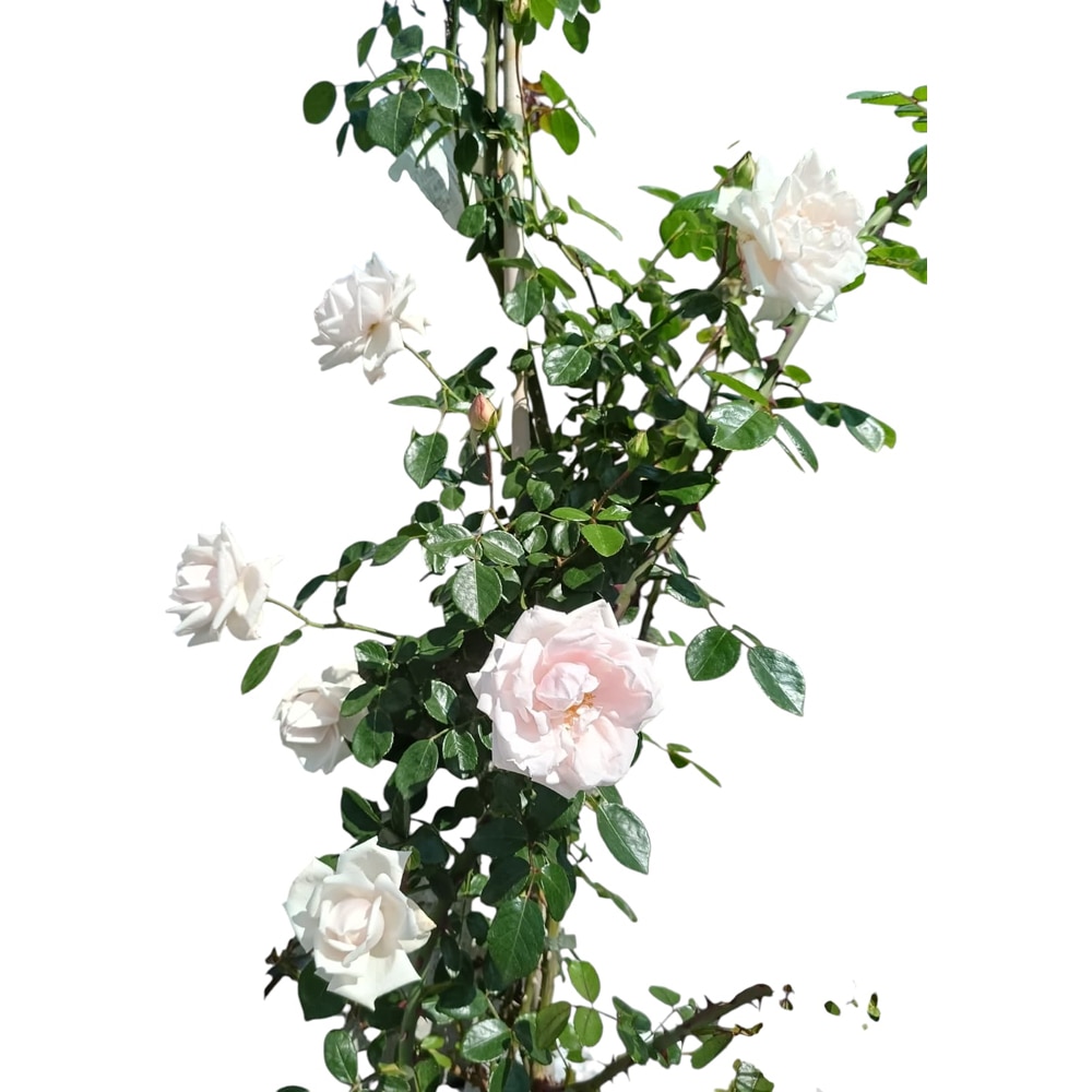 Trandafiri Cataratori, D 22 cm, H 1.8 m