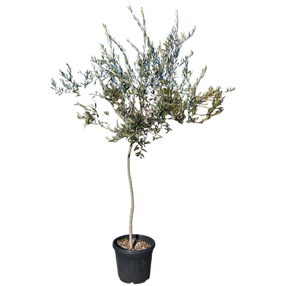 Maslin Olea Europaea Favolosa Demitige, D 40 cm, H 1.6 m