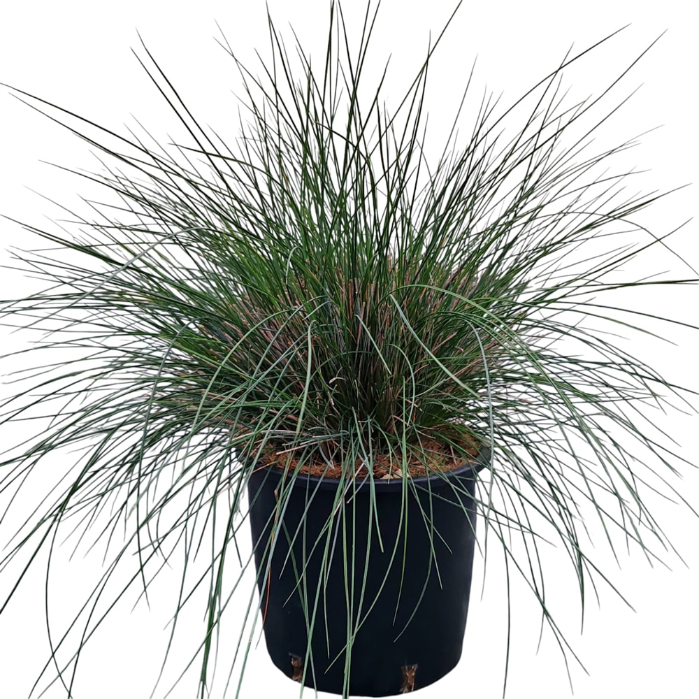 Iarba decorativa Festuca Festina, D 18 cm, H 25 cm