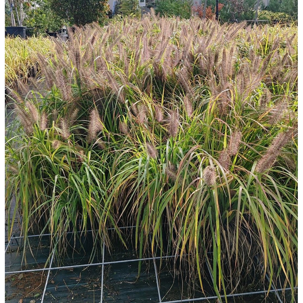 Iarba decorativa Penisetum, D 24 cm, H 30 cm