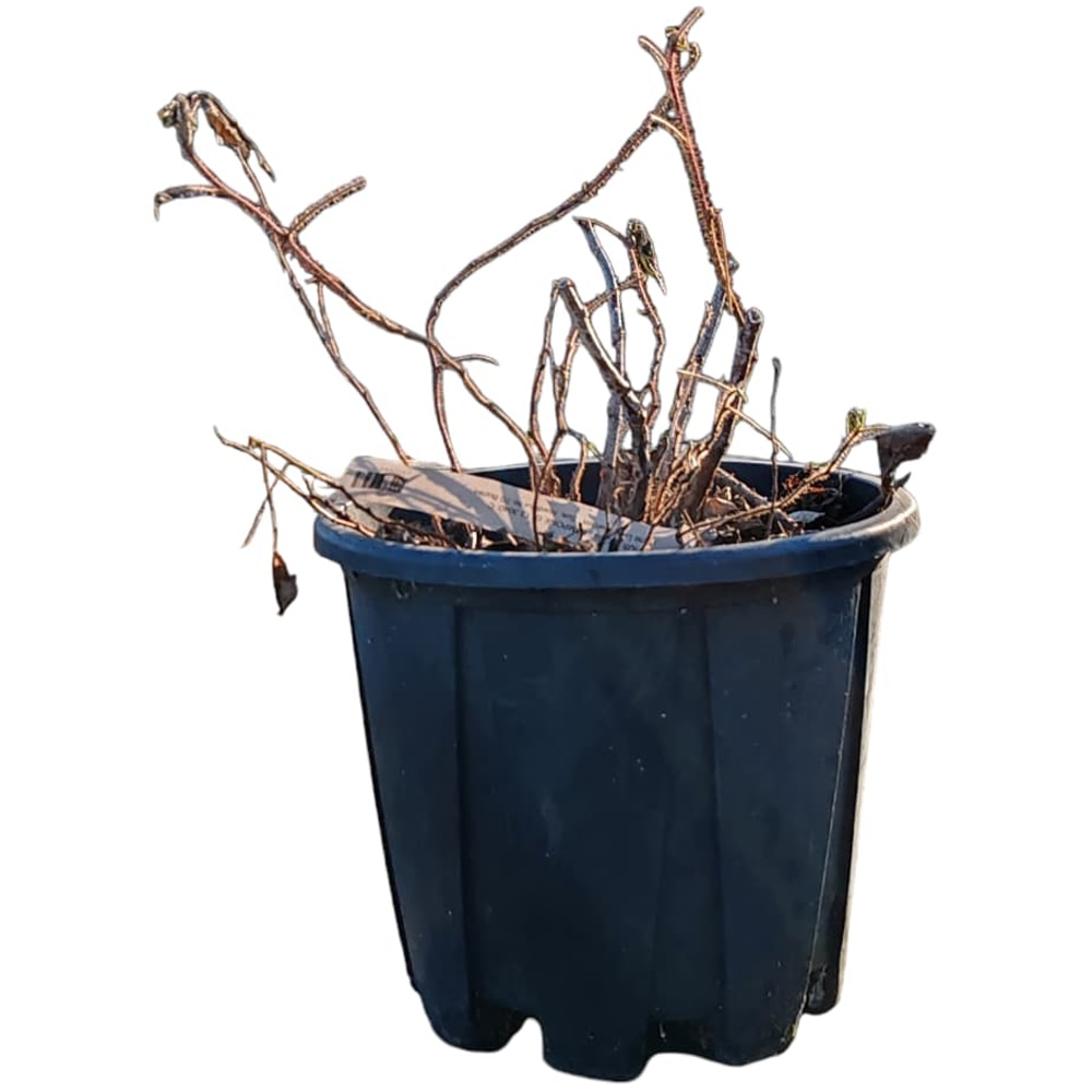 Zmeur Rubus Ideaus Lampone, D 24 cm, H 80 cm