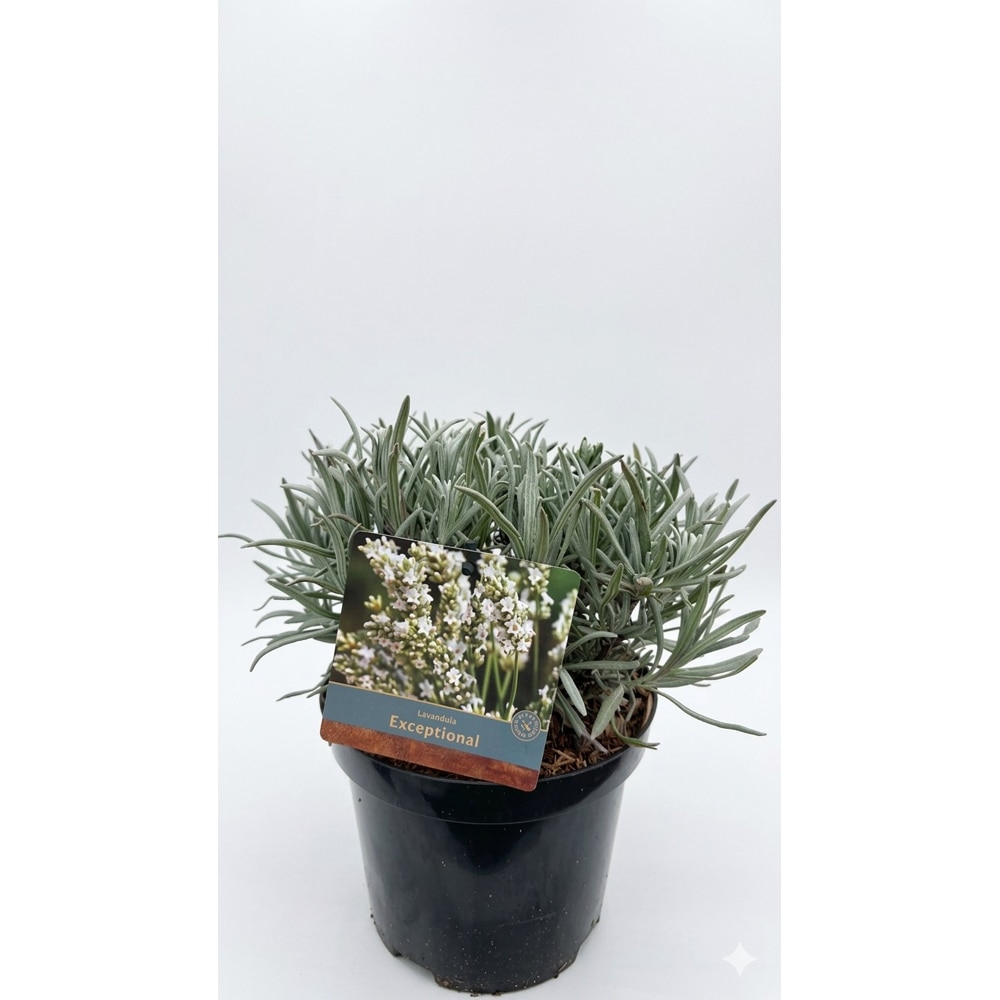 Lavanda (Exceptional), 30 cm