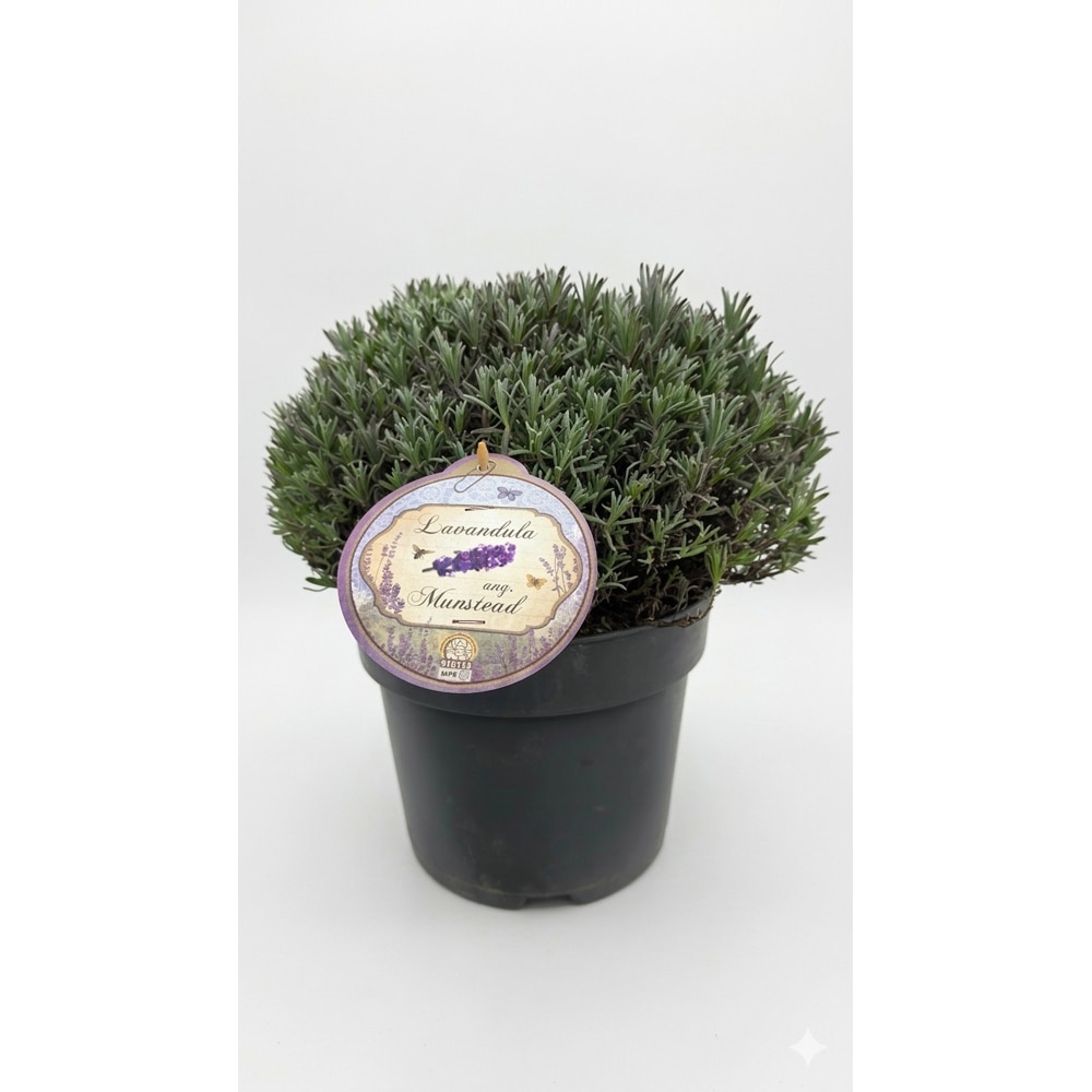Lavanda (Munstead), 35 cm