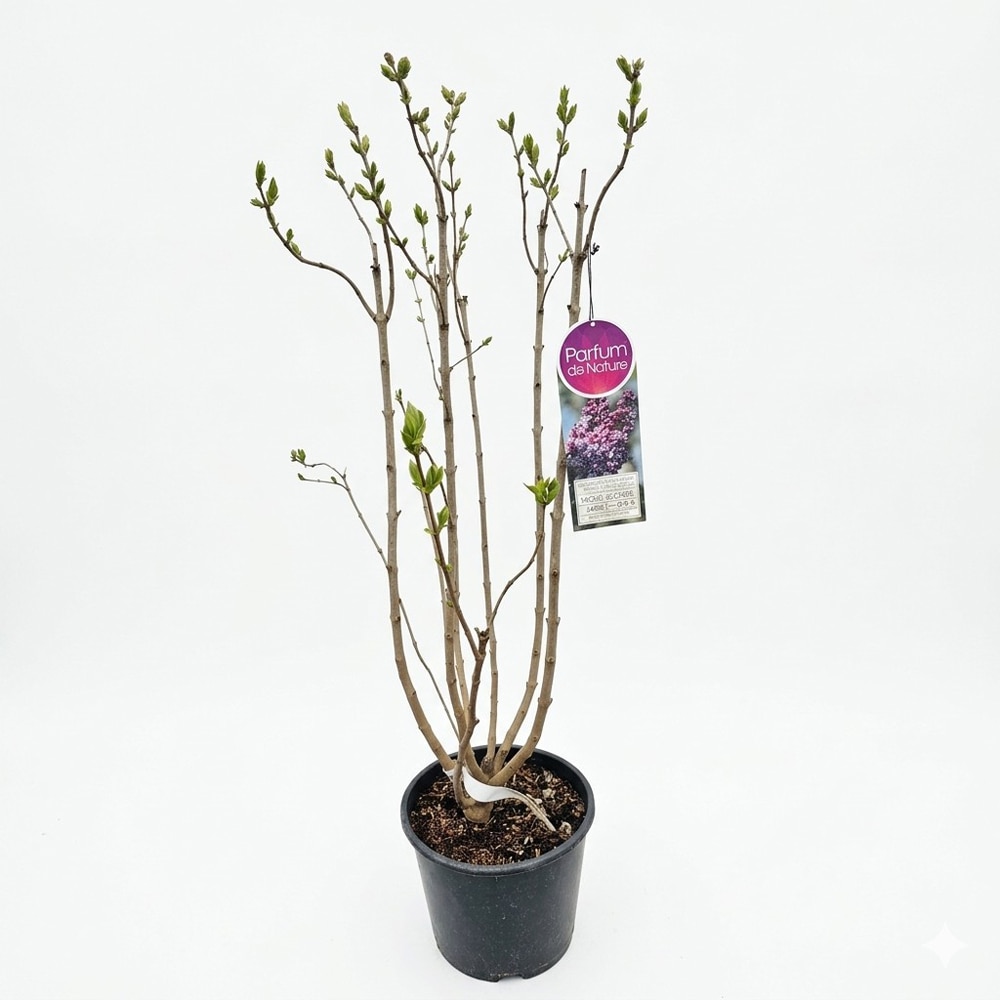 Liliac (Michel Buchner), 90-100 cm