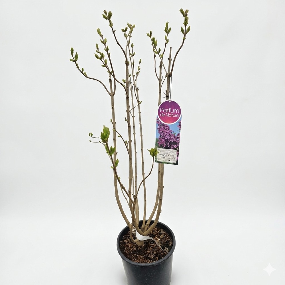 Liliac (Ludwig Spath), 90-100 cm