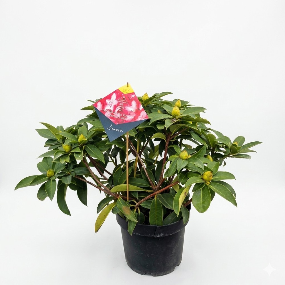 Rhododendron (Lumie), 60 cm