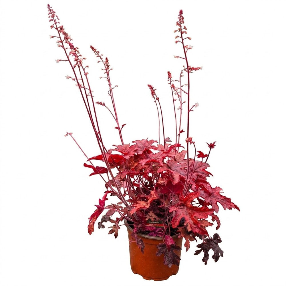 Planta perena Heucherella Red Rover, H 30 cm
