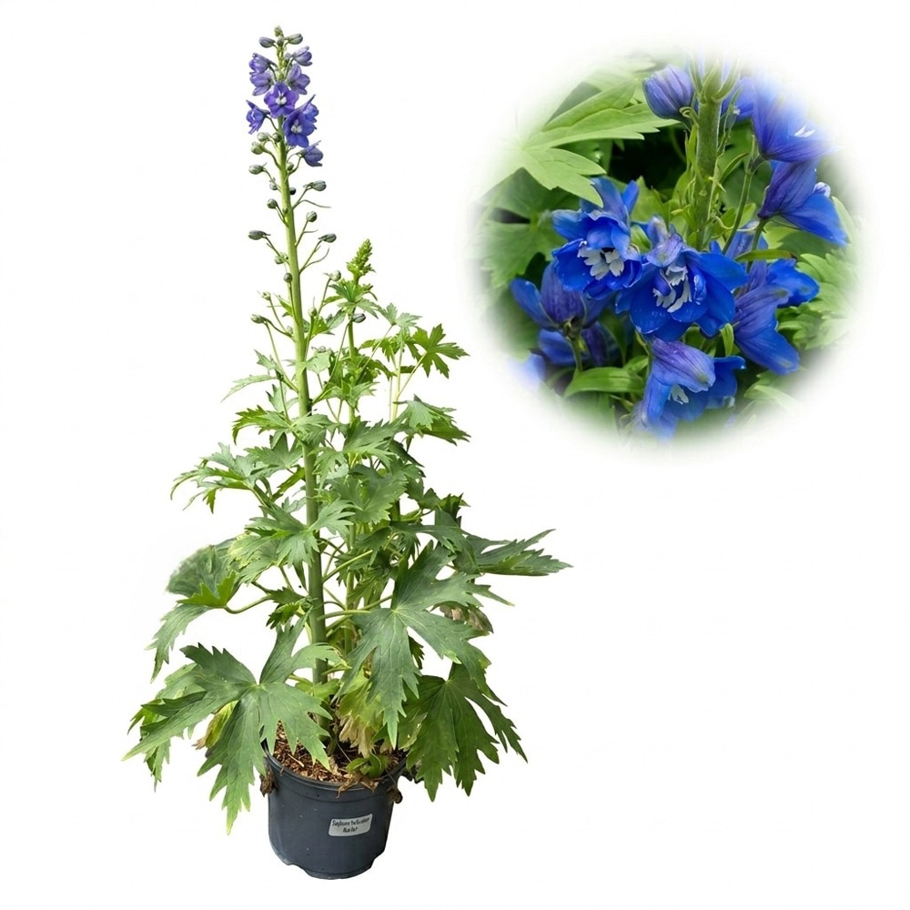 Planta perena Delphinium Blue Bird Pacific Giants, H 45 cm