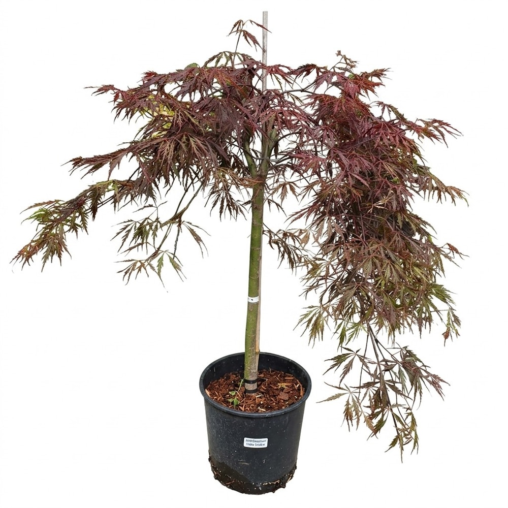 Arbust ornamental Acer Red Tamukeyama Dissectum, H 45 cm