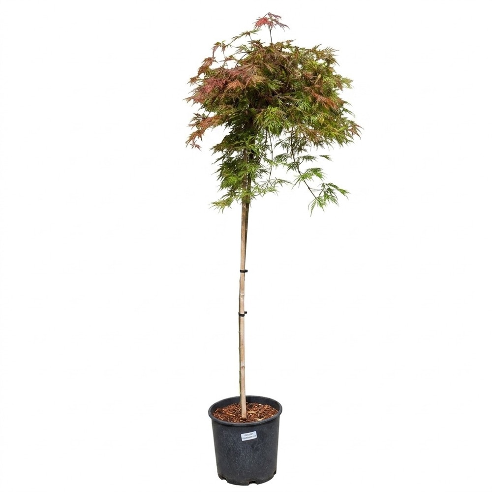 Arbust ornamental Acer Red Orangeola Dissectum, H 90 cm