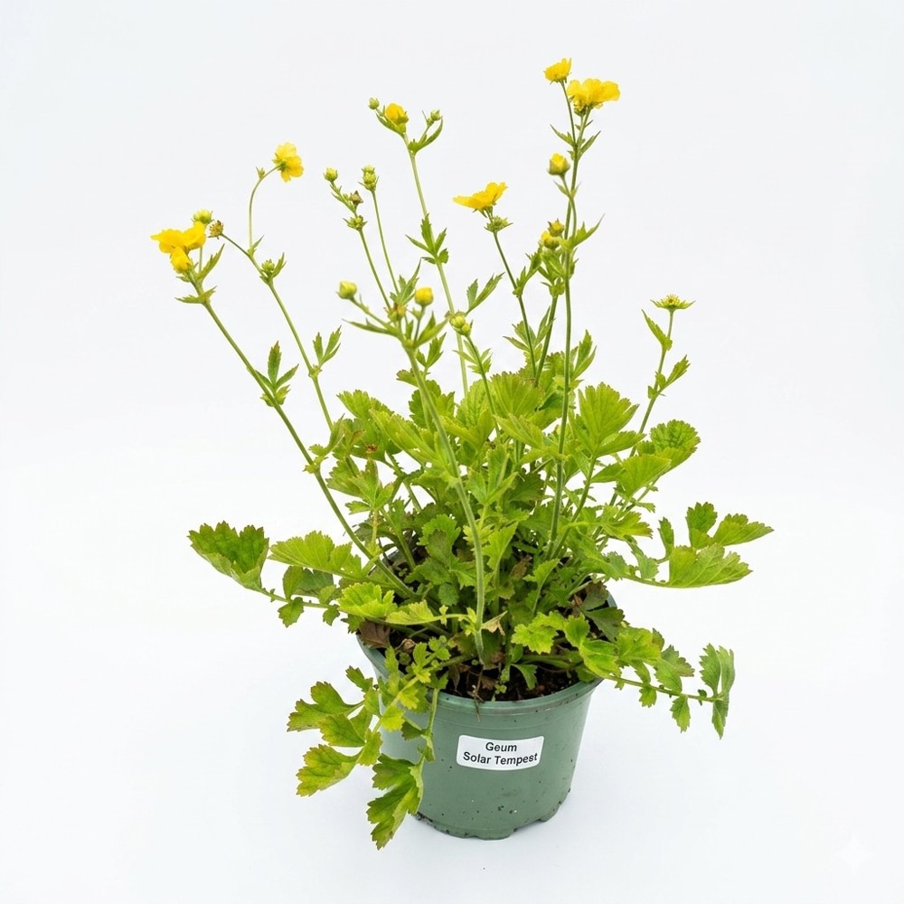 Planta perena Geum Solar Tempest, H 30 cm