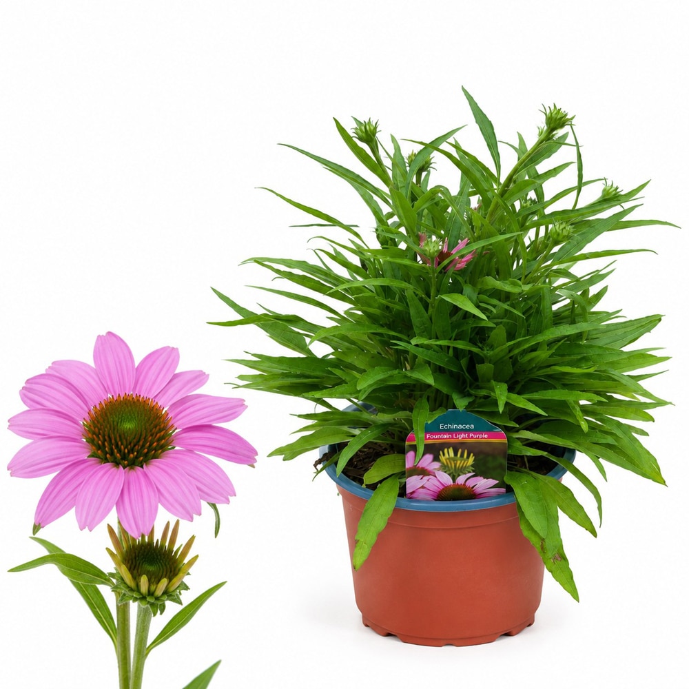 Echinacea Fountain Light Purple, H 45 cm