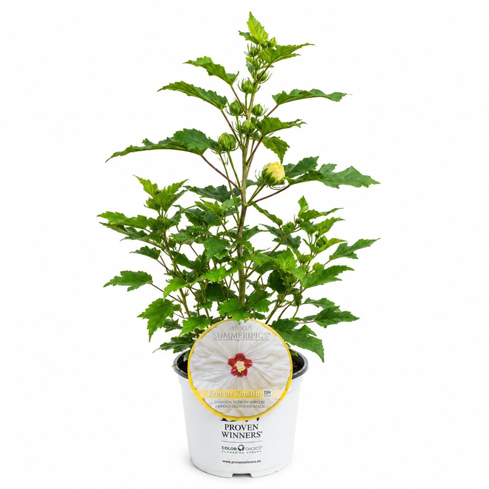 Hibiscus de gradina (Hibiscus Summerific French Vanilla), H 80 cm
