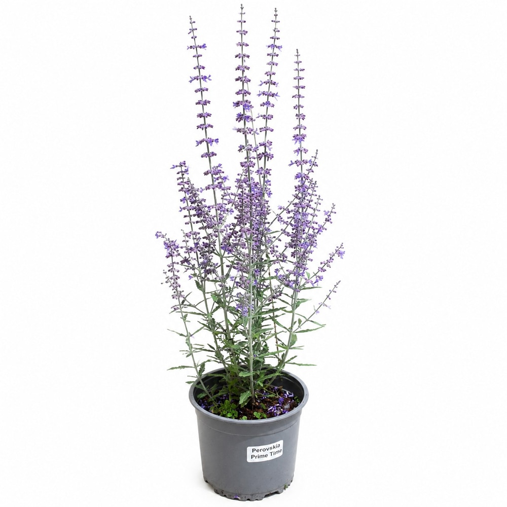 Salvie ruseasca (Perovskia Prime Time), H 45 cm