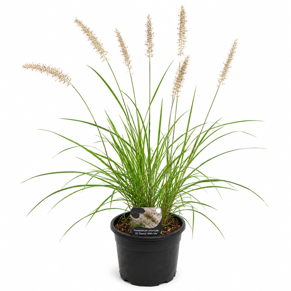 Iarba decorativa (Pennisetum JS Dance With Me), H 50 cm