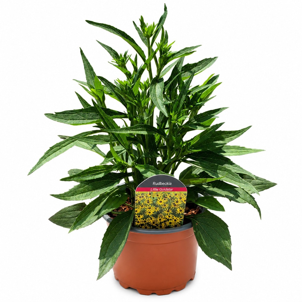 Rudbeckia (Rudbeckia Little Goldstar), H 45 cm