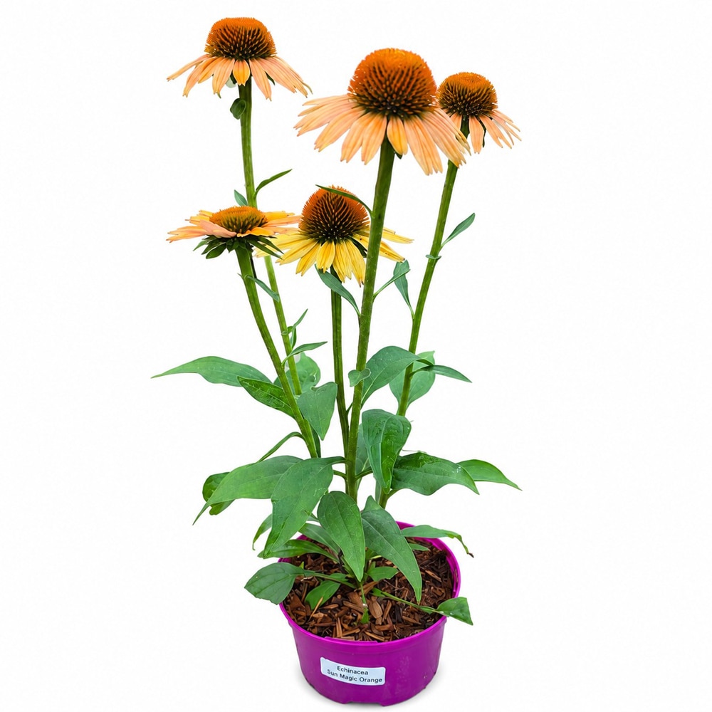 Echinacea portocalie (Echinacea Light Bright Orange), H 45 cm