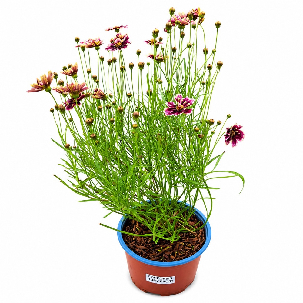 Coreopsis Ruby Frost, D17 cm, H35 cm