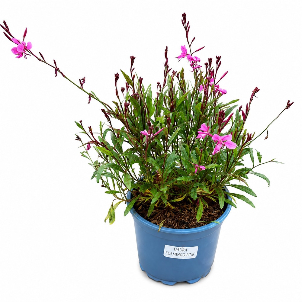 Floarea-albinei (Gaura Flamingo Pink), H 40 cm