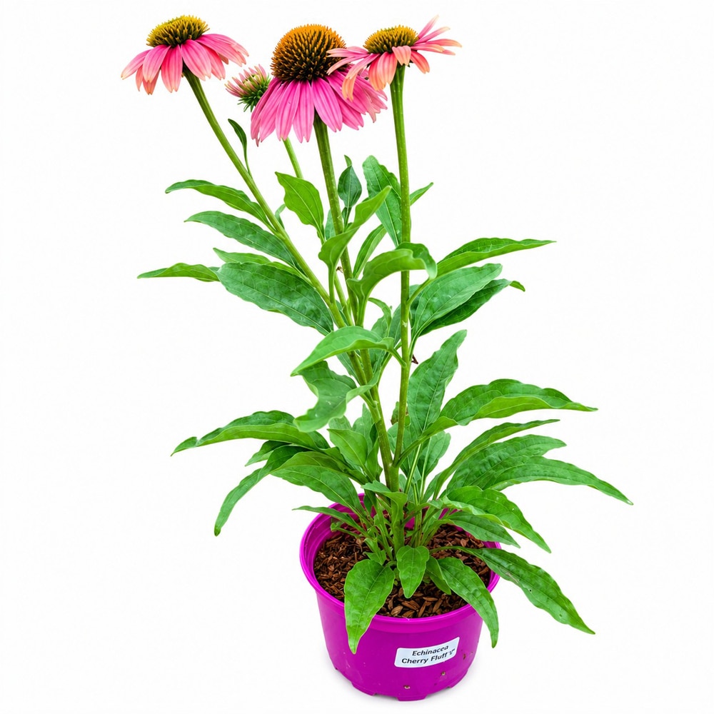 Echinacea Chunky Purple, D17 cm, H45 cm