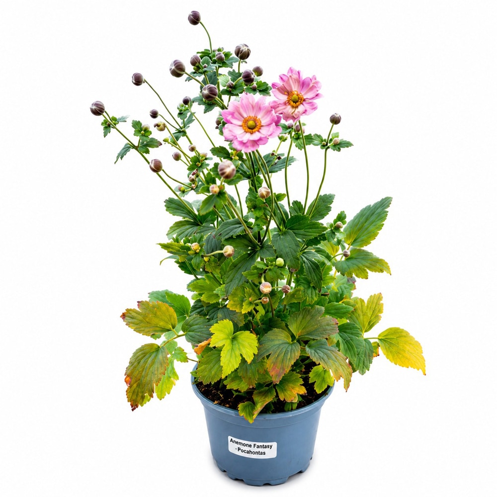 Anemone Fantasy Pocahontas, D17 cm, H40 cm