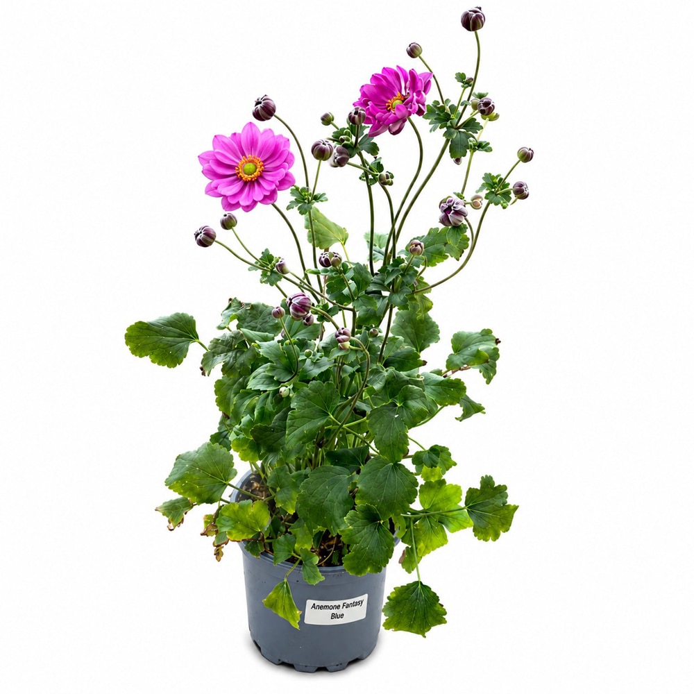 Anemone Fantasy Belle, D17 cm, H40 cm