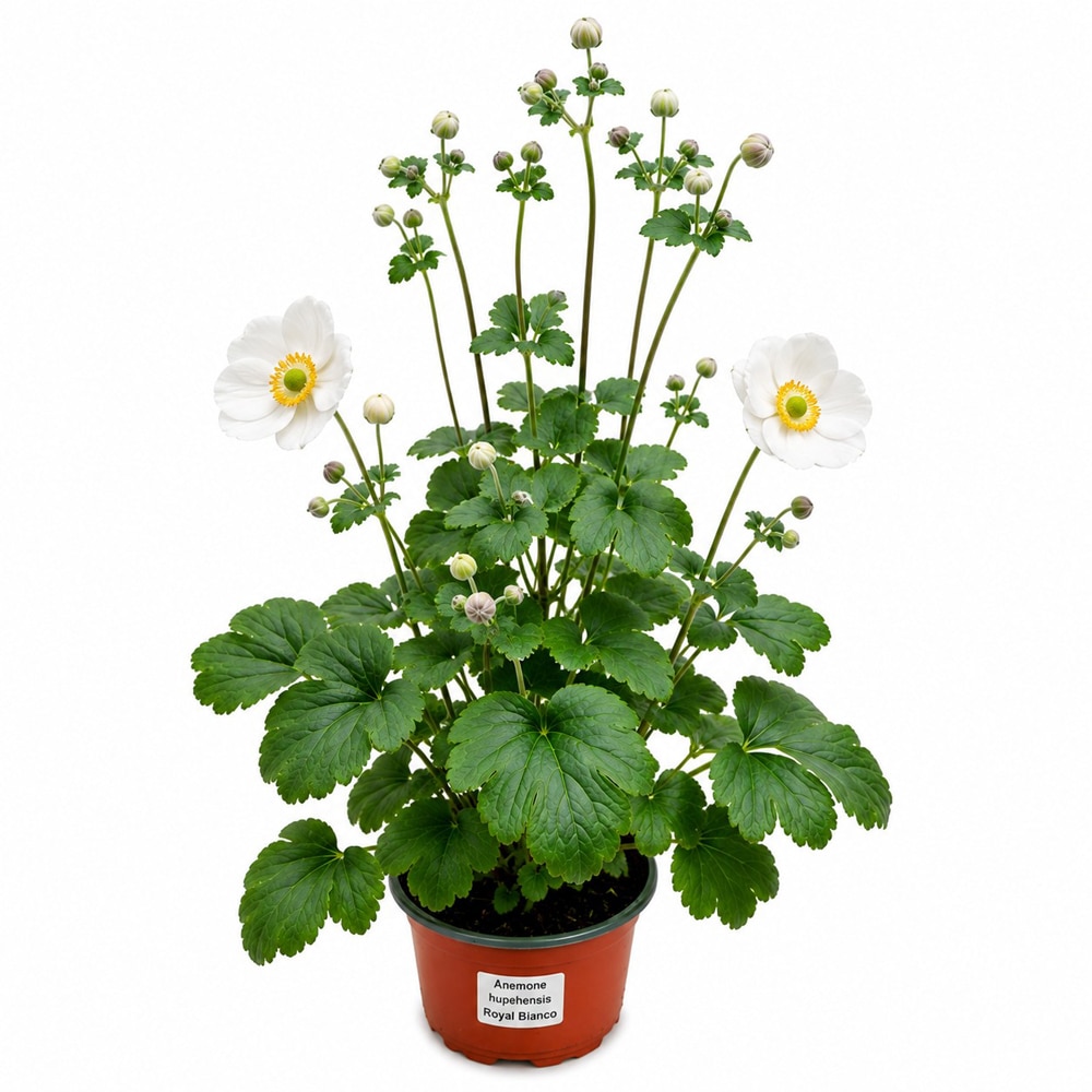 Anemona alba (Anemone Royal Blanco), H 55 cm