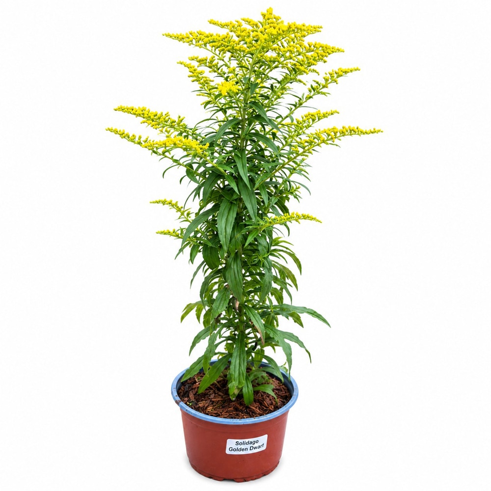 Solidago Golden Dwarf, D17 cm, H35 cm