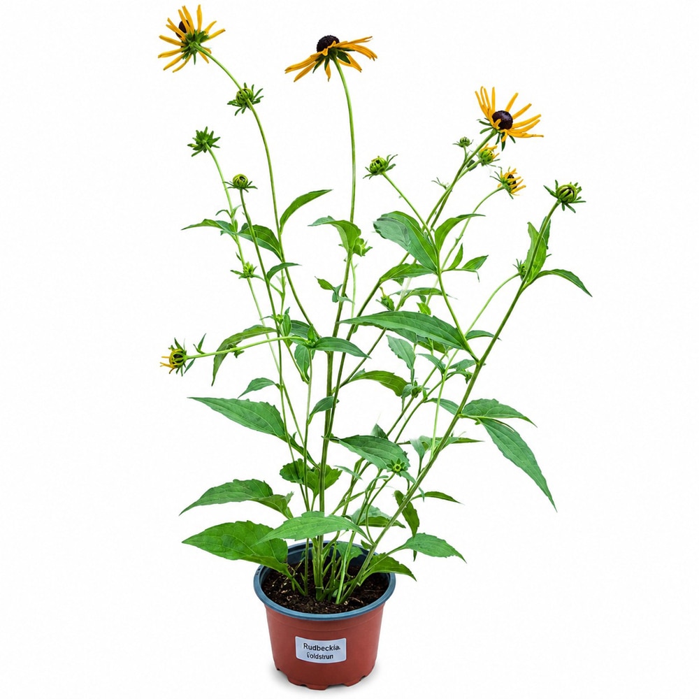 Rudbeckia Goldblitz, D19 cm, H55 cm