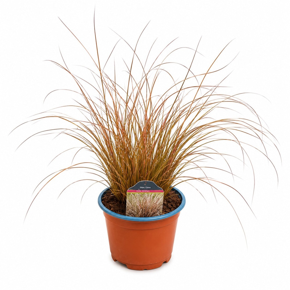 Rogoz ornamental (Carex Milk Chocolate), H 35 cm