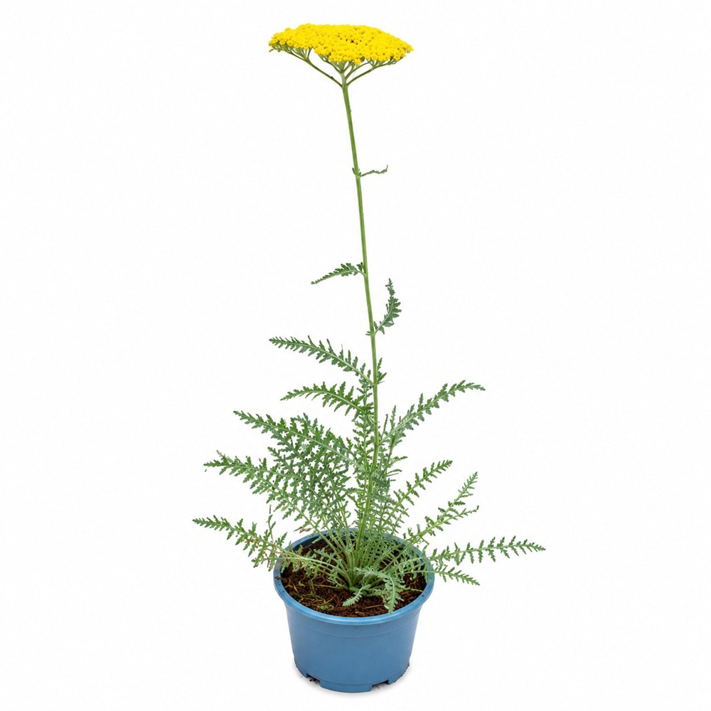 Coada-soricelului (Achillea Coronation Gold), H 45 cm
