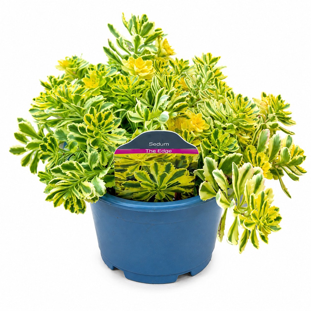 Iarba-grasa (Sedum The Edge), H 25 cm