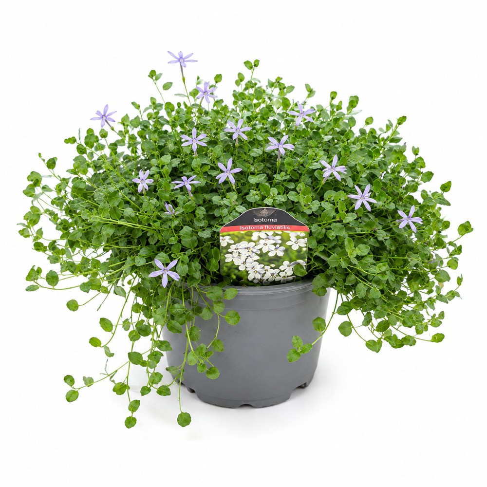 Steaua-albastra (Isotoma fluviatilis Dark Blue), H 15 cm