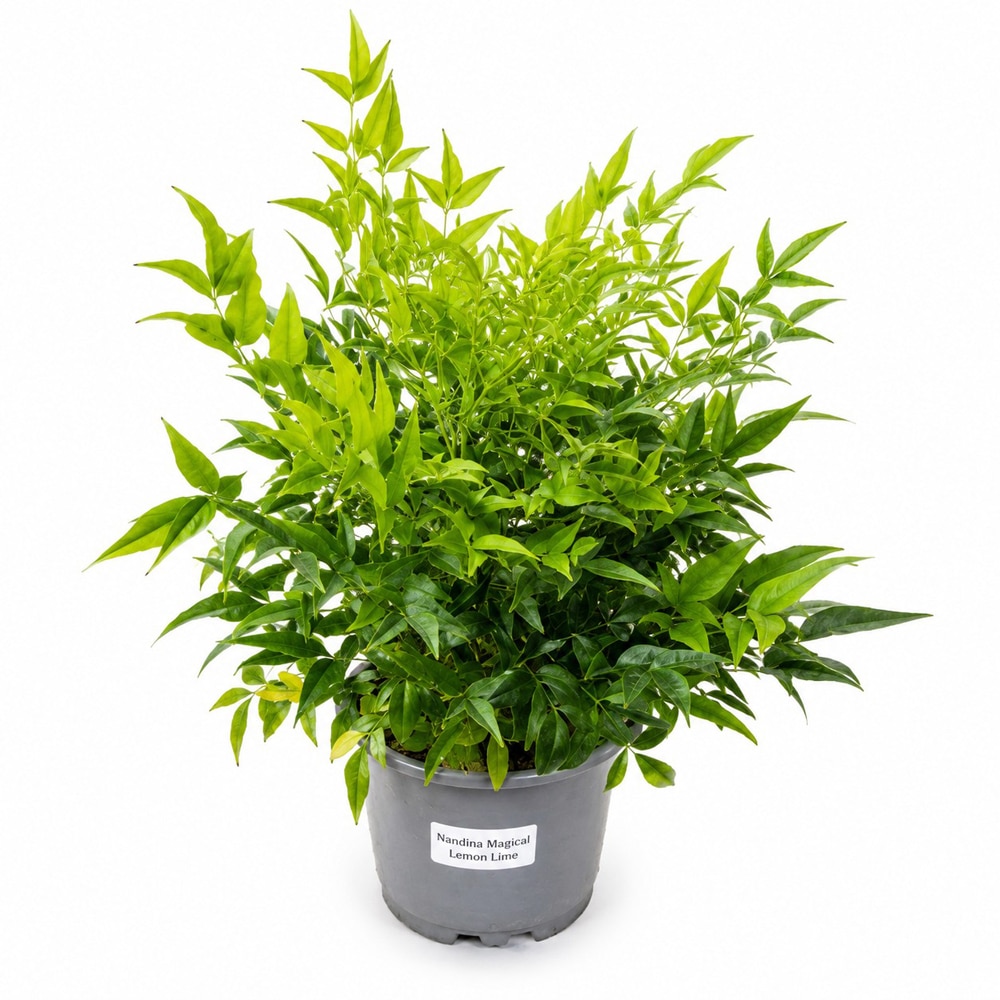 Nandina Lemon Lime Magical, D19 cm, H40 cm