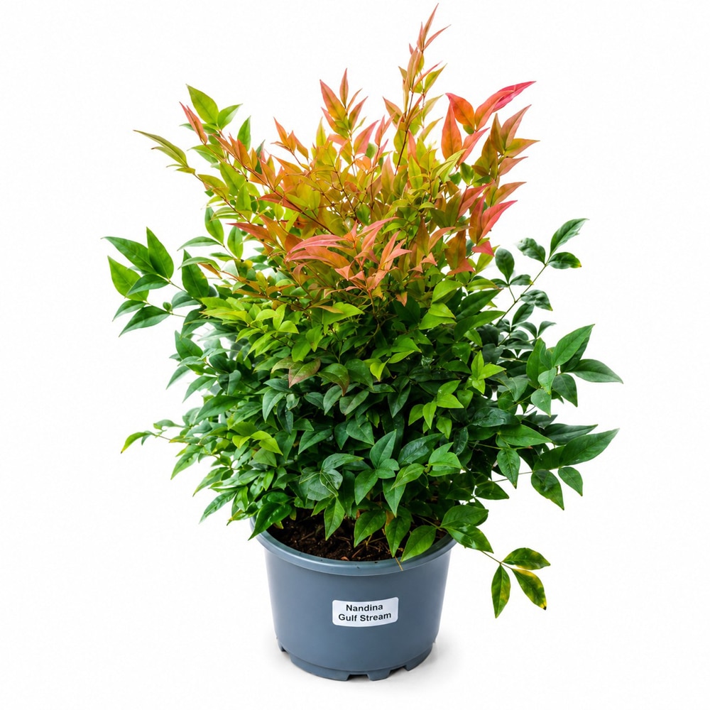 Nandina Gulf Stream, D19 cm, H40 cm